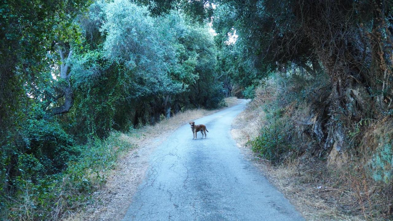 La Pampa Cargese Chambres D Hotes Εξωτερικό φωτογραφία